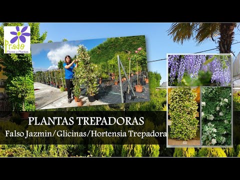 Hortensia trepadora: Guía completa de cuidados y cultivo