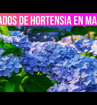 Cuidados de la hortensia de interior: consejos esenciales