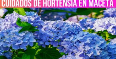 Cuidados de la hortensia de interior: consejos esenciales