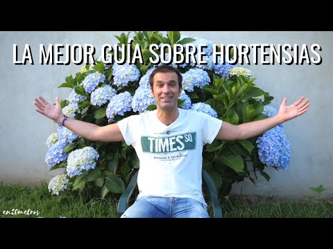 Hortensia: Descubre cómo cultivarla tanto en interior como en exterior