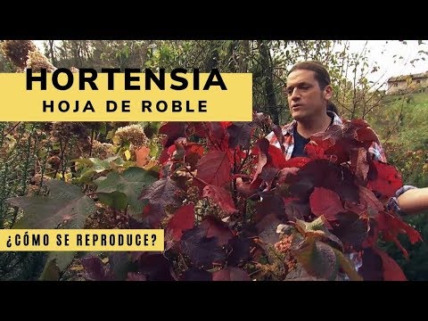 Hortensia hoja de roble: Descubre la belleza de esta variedad única