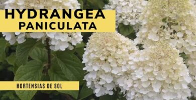 Hortensia de hoja de roble: Belleza natural en tu jardín