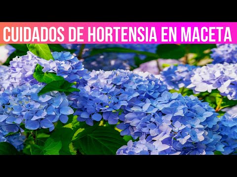 Maceta Hortensia: Cuidados, tips y consejos para cultivar esta hermosa planta