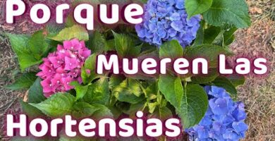 Hortensias: Cómo cultivarlas con éxito al sol o a la sombra