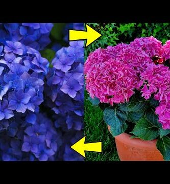 Hortensia Leroy Merlin: Todo lo que necesitas para tu jardín