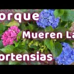 Hoja de hortensia: características, cuidados y usos