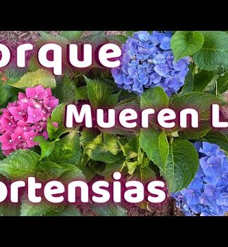 Hoja de hortensia: características, cuidados y usos