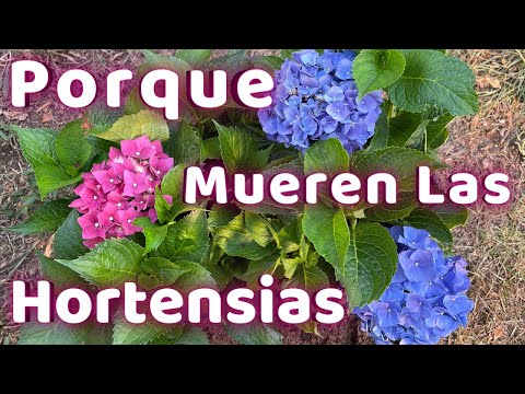 Hoja de hortensia: características, cuidados y usos