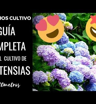 Descubre las mejores semillas de hortensia para tu jardín