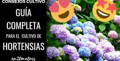 Descubre las mejores semillas de hortensia para tu jardín