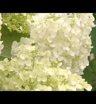 Hortensia Annabelle: La Flor Blanca Perfecta para tu Jardín