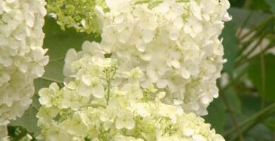 Hortensia Annabelle: La Flor Blanca Perfecta para tu Jardín