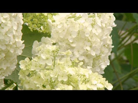 Hortensia Annabelle: La Flor Blanca Perfecta para tu Jardín