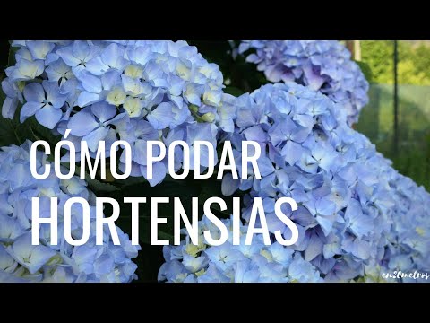 Guía para podar hortensias: consejos y técnicas efectivas