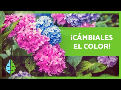 Descubre la belleza de la flor hortensia: colores y cuidados