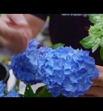 Descubre las maravillas de las flores de hortensia: colores vibrantes y belleza en tu jardín