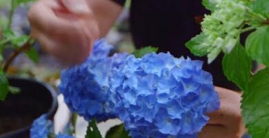 Descubre las maravillas de las flores de hortensia: colores vibrantes y belleza en tu jardín