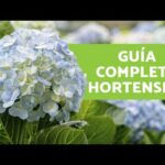 Hortensia: Cuidados esenciales para tu planta