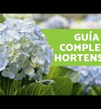 Hortensia: Cuidados esenciales para tu planta