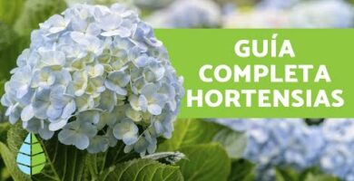 Hortensia: Cuidados esenciales para tu planta