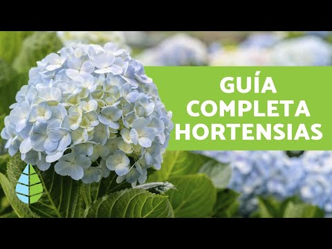 Hortensia: Cuidados esenciales para tu planta