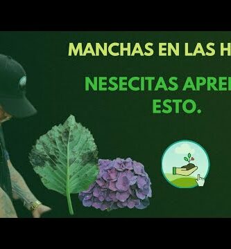 Hortensia: Enfermedades y Fotos