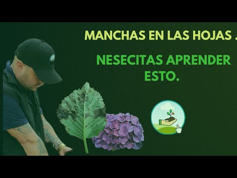 Hortensia: Enfermedades y Fotos