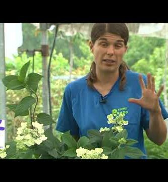 Hortensia Paniculata: La flor perfecta para tu jardín