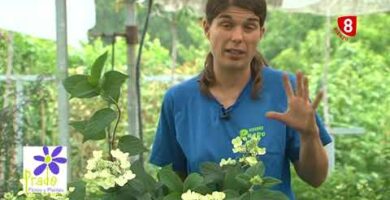 Hortensia Paniculata: La flor perfecta para tu jardín