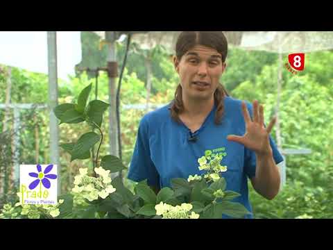 Hortensia Paniculata: La flor perfecta para tu jardín
