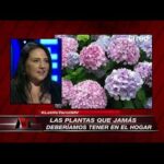 Hortensia mala suerte: Cómo evitar los problemas con esta planta