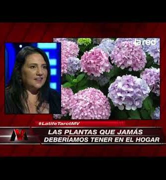 Hortensia mala suerte: Cómo evitar los problemas con esta planta