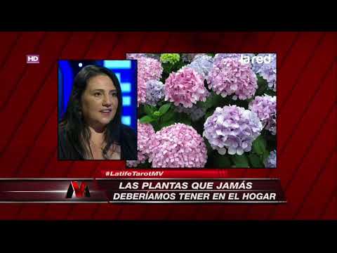 Hortensia mala suerte: Cómo evitar los problemas con esta planta