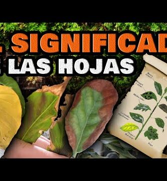 Hortensia: Causas y soluciones para hojas amarillas
