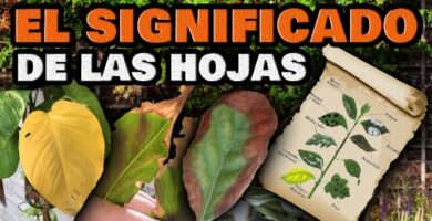 Hortensia: Causas y soluciones para hojas amarillas