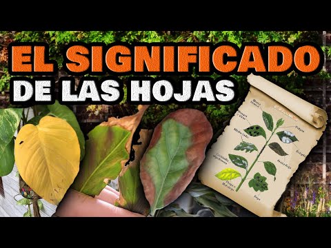 Hortensia: Causas y soluciones para hojas amarillas