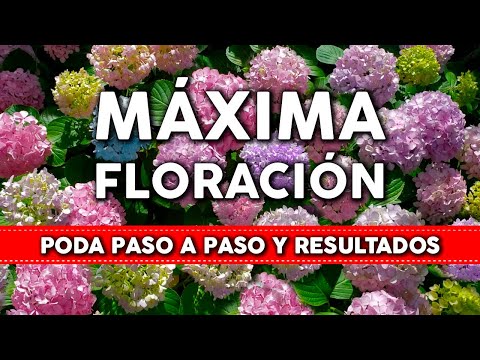 Guía de poda de hortensias: ¿Cuándo se debe podar?