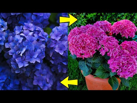 Hortensia Granate: La Flor Perfecta para tu Jardín