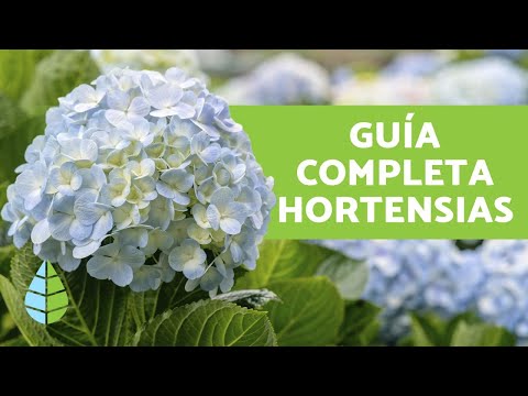 Planta hortensia: Cuidados, cultivo y consejos