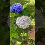 Hortensia precio: descubre las mejores ofertas