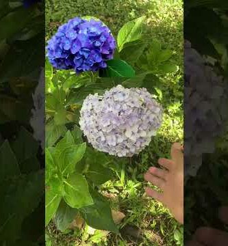 Hortensia precio: descubre las mejores ofertas