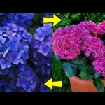 Esquejes de hortensia: Cómo cultivar y propagar estas hermosas plantas