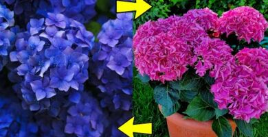 Esquejes de hortensia: Cómo cultivar y propagar estas hermosas plantas