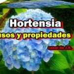 Descubre los beneficios de la hoja de la hortensia: ¡Remedio natural y efectivo!