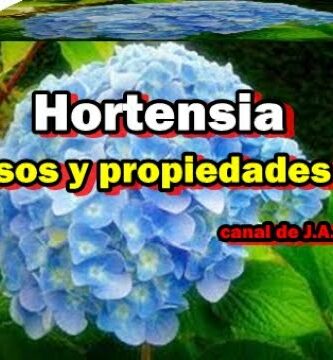 Descubre los beneficios de la hoja de la hortensia: ¡Remedio natural y efectivo!