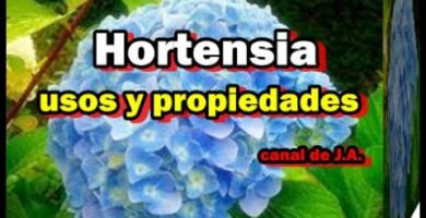 Descubre los beneficios de la hoja de la hortensia: ¡Remedio natural y efectivo!