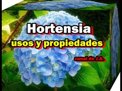 Descubre los beneficios de la hoja de la hortensia: ¡Remedio natural y efectivo!