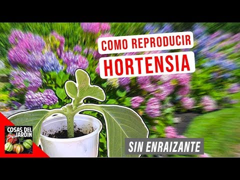 Esqueje de hortensia: Guía paso a paso para un cultivo exitoso
