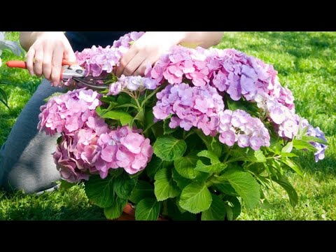 Guía práctica: Cómo podar una hortensia correctamente