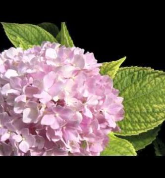 Cuándo trasplantar hortensias: Consejos y mejores momentos